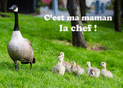 Maman, c'est la cheffe des canards